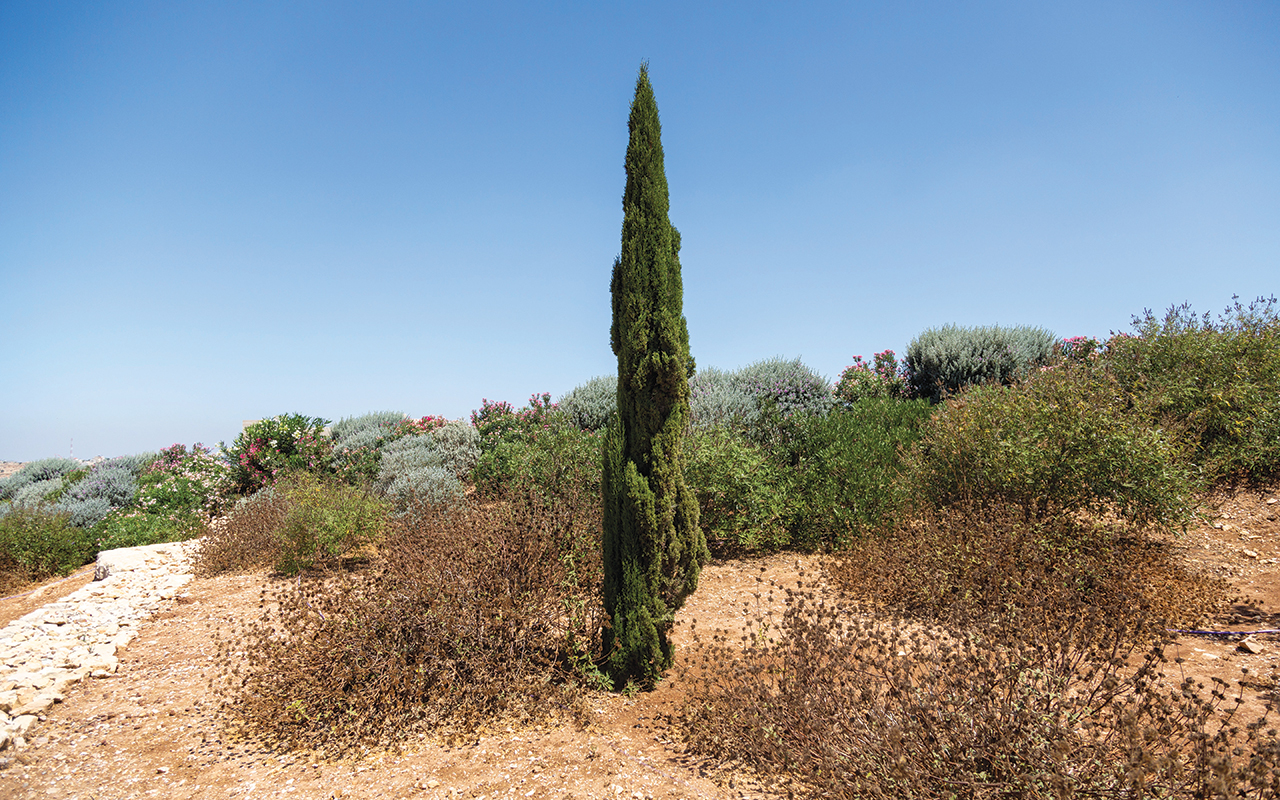 Mediterranean Cypress