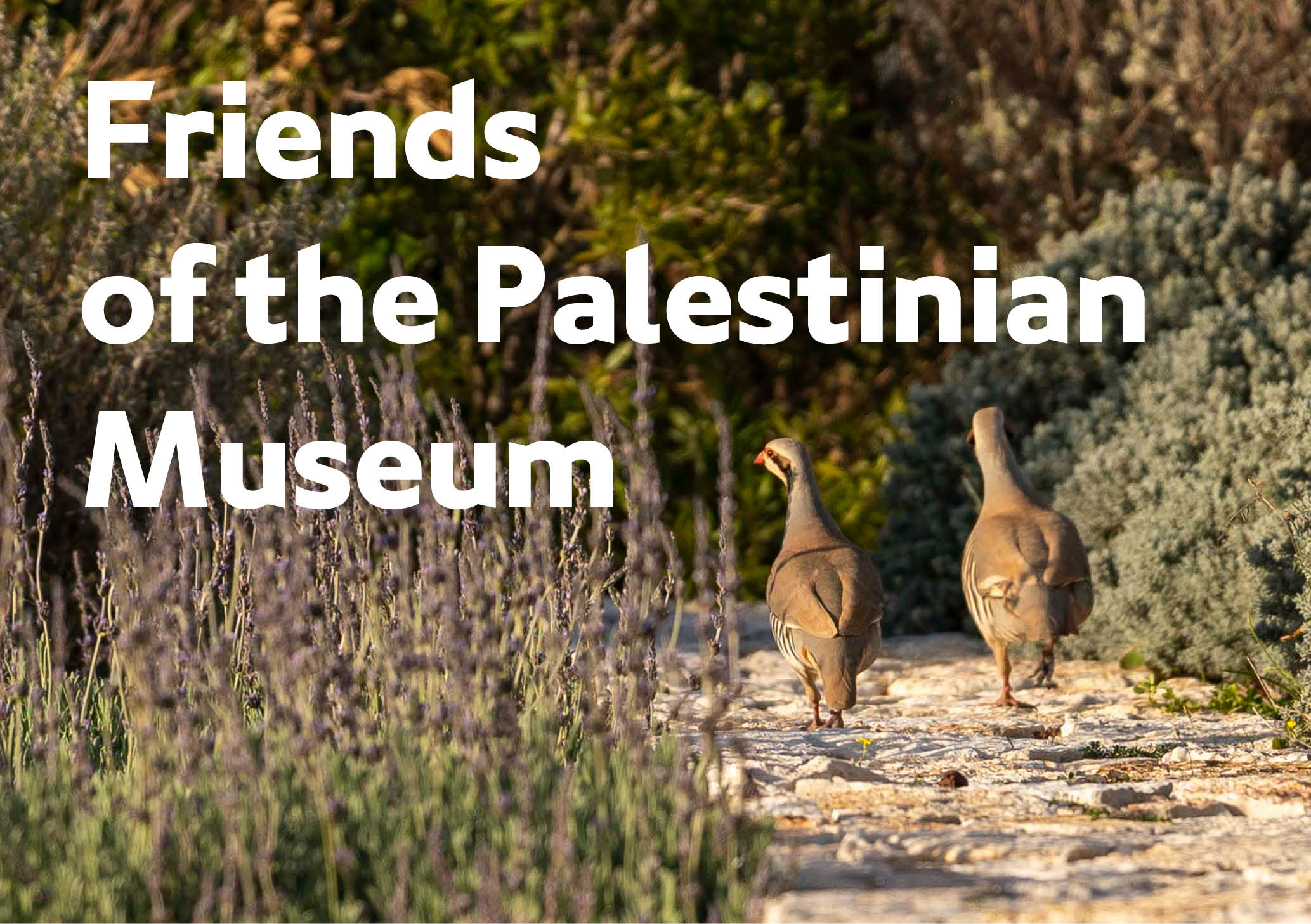Friends of the Palestinian Museum