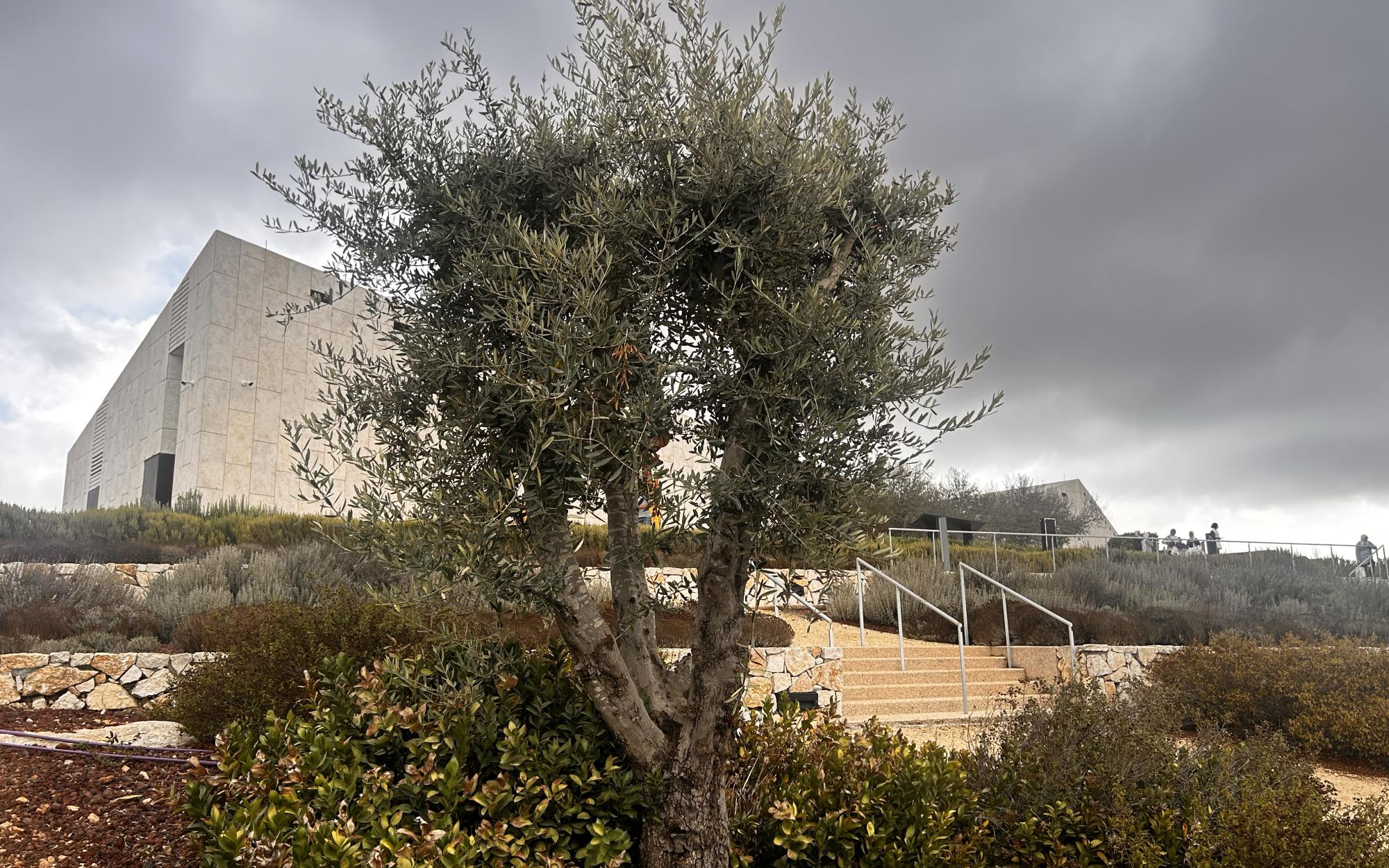 Plant a Tree / ازرع شجرة